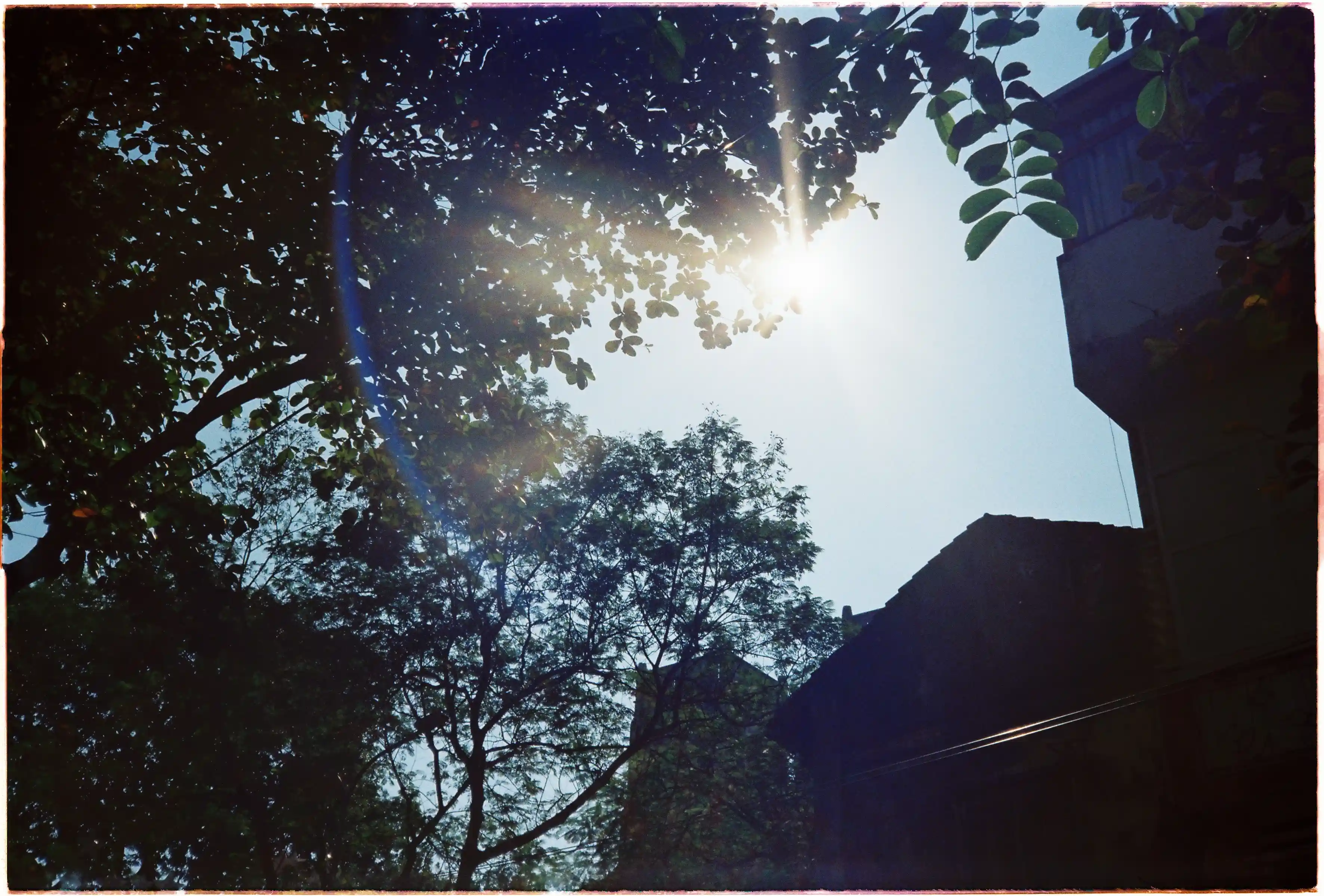 Mặt trời chiếu qua tán cây tạo vệt flare vòng cung màu xanh: Ảnh ngược sáng nghệ thuật từ Canon Autoboy Tele 6