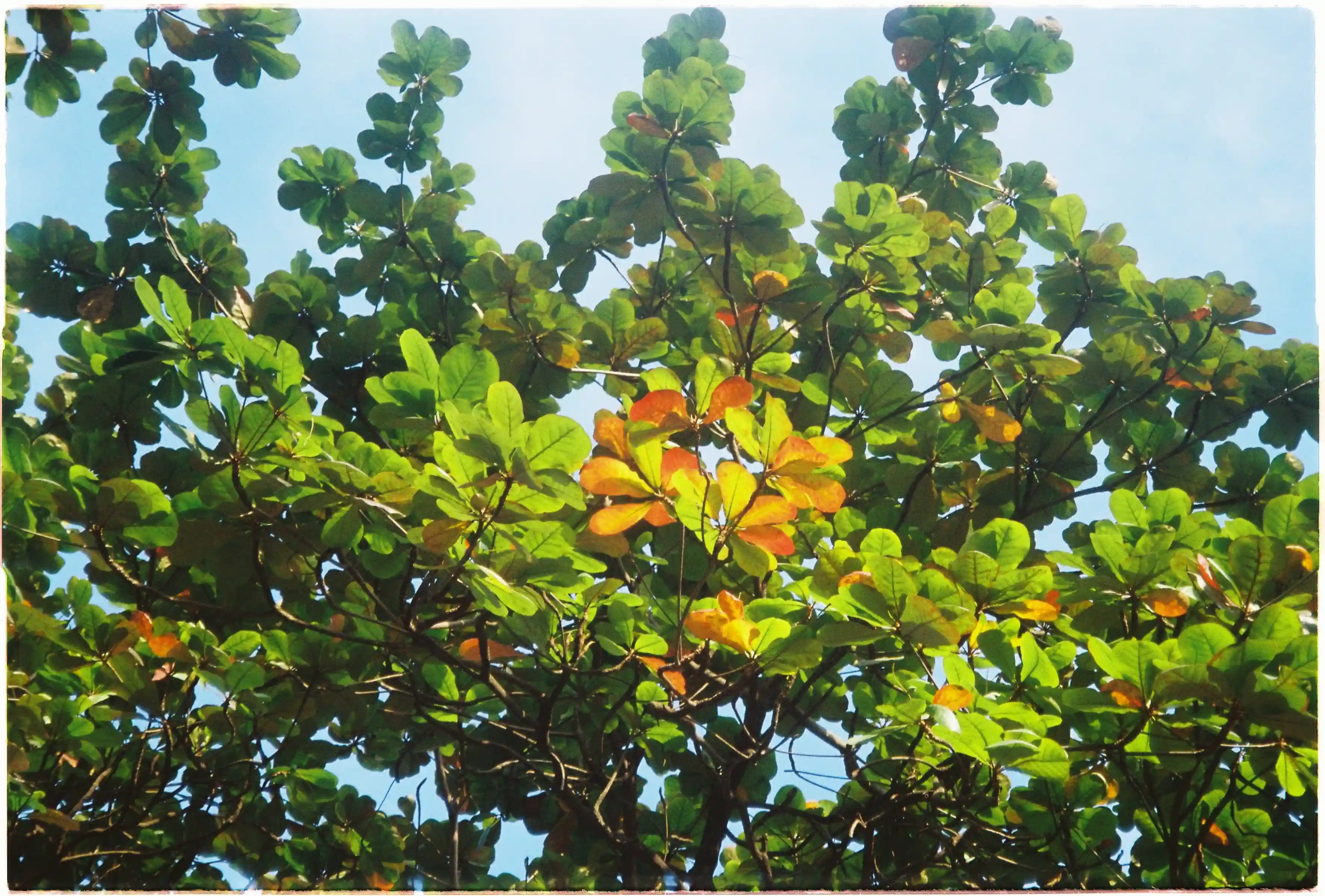 Ảnh tán lá chụp bởi Canon Autoboy Tele 6 ở tiêu cự 60mm - Fuji 400