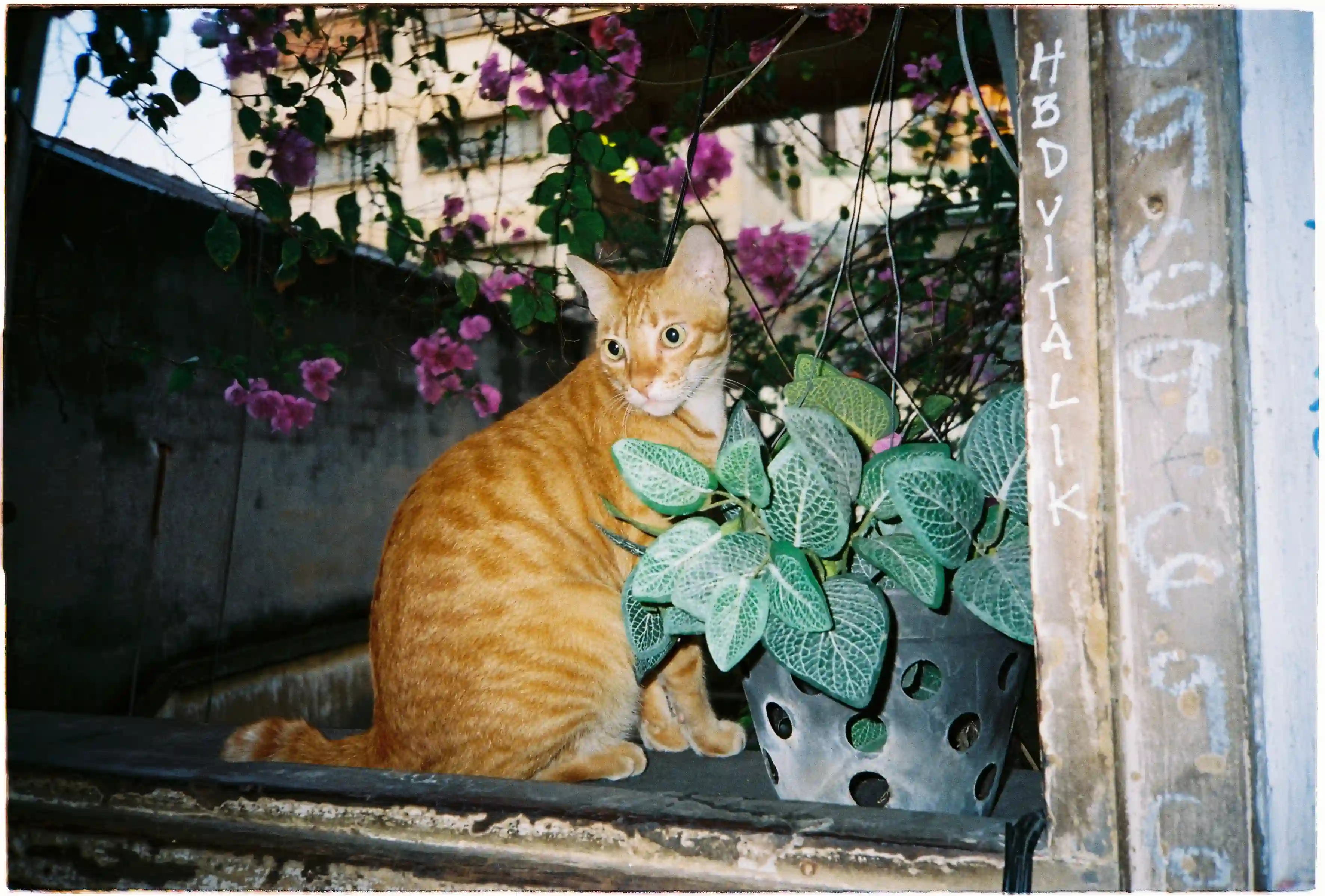 Chụp thú cưng bằng máy film Fuji Cardia Everyday OP: Chú mèo ngồi cạnh chậu cây và giàn hoa giấy hồng - Fuji 400