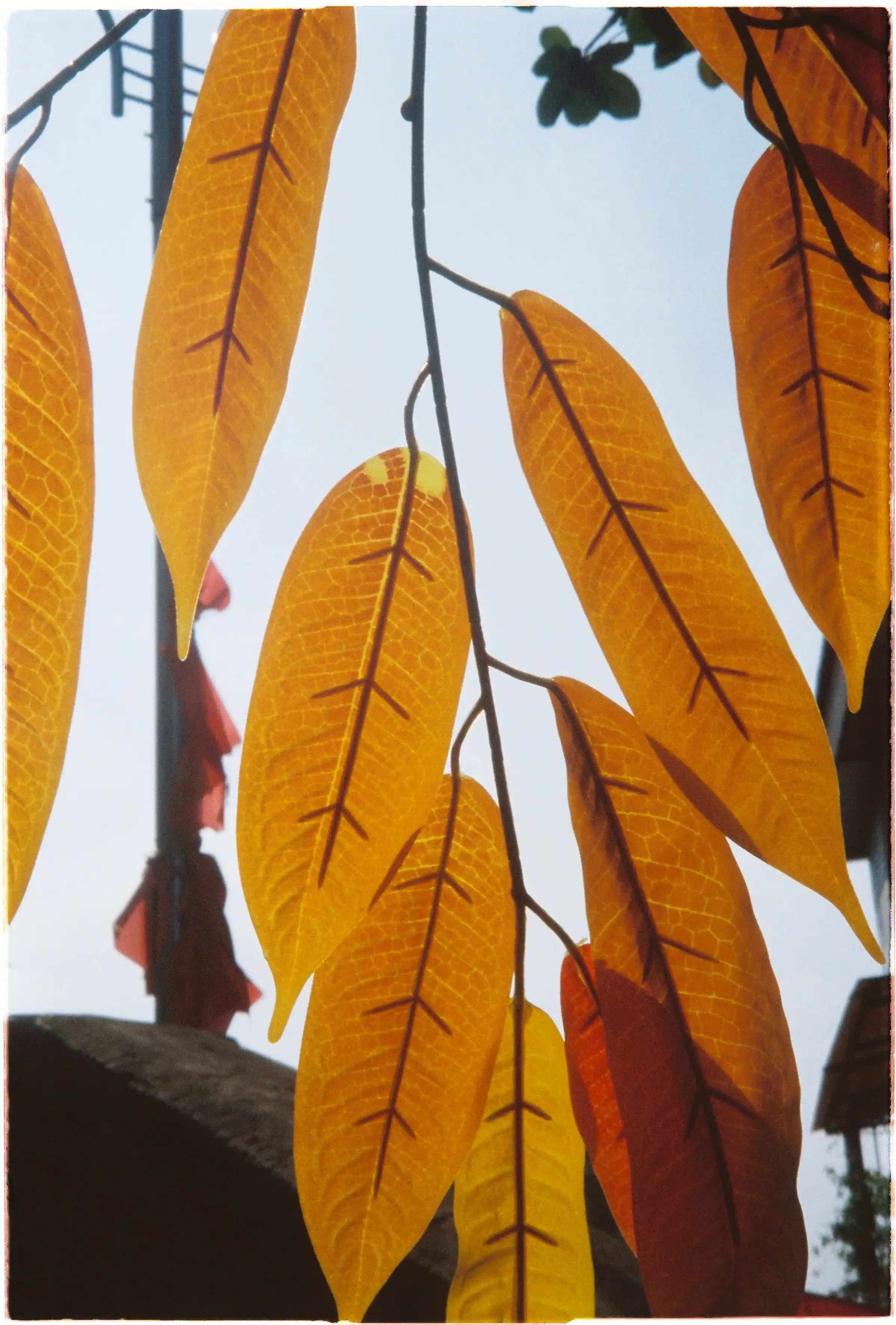 Ảnh chụp lá cây chi tiết khi chụp ngược sáng bằng Canon Autoboy Tele 6