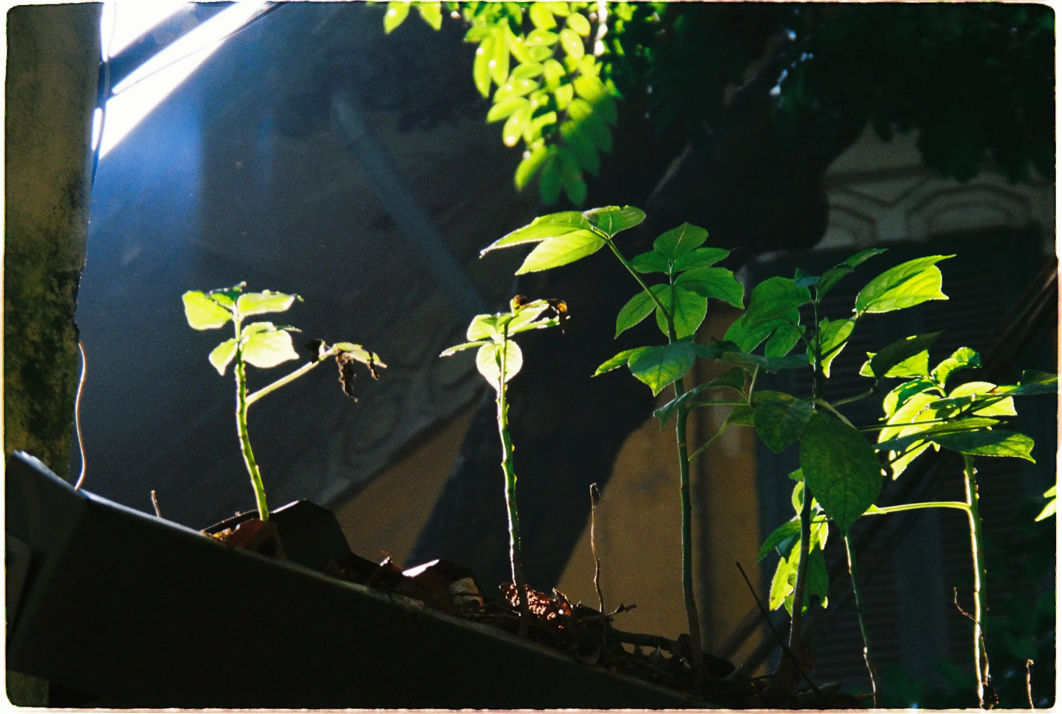 Ảnh chụp ngược sáng những chồi non: Pentax Espio 120 SW II xử lý tốt độ tương phản, làm nổi bật gân lá xanh mướt trên nền tối - Fuji 400